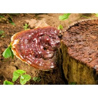 Organic Reishi Mushroom Extract Powder