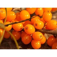 Organic Sea Buckthorn Powder