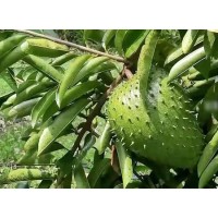 Graviola Soursop Leaf Extract