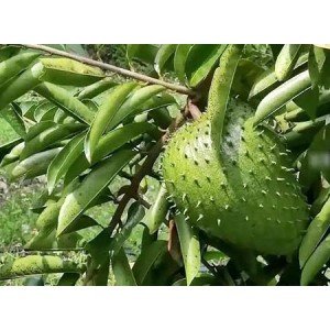 Graviola Soursop Leaf Extract