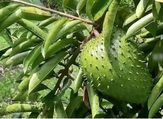 Graviola Soursop Leaf Extract: A Natural Treasure with Unlimited Potential