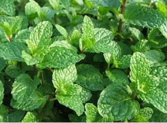 What are the uses of peppermint extract in skin care products?