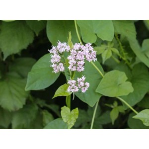 EU stock valerian root extract