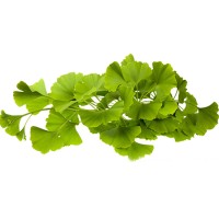 Ginkgo Biloba Extract Benefits for Skin