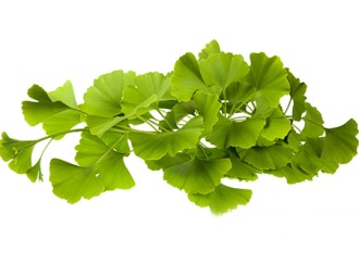 Why is Ginkgo Biloba Extract rarely found in skin care products?