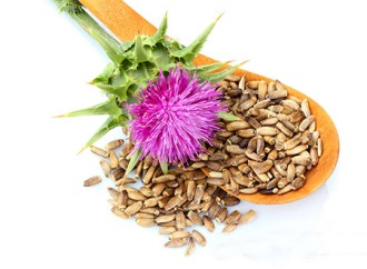 Does milk thistle extract protect or treat the liver?