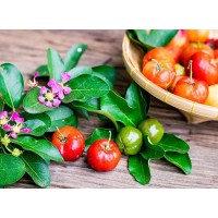 Acerola Cherry Extract Vitamin C VS Synthetic Vitamin C