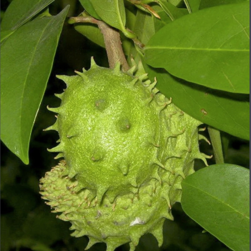 Graviola Soursop Leaves Extract