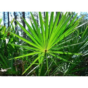 Saw Palmetto Extract Fatty Acid