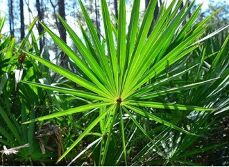Can saw palmetto extract help treat prostate enlargement?