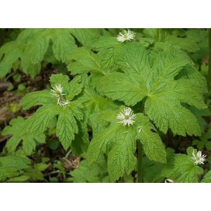 Organic Goldenseal Extract