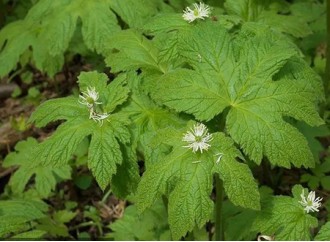 In what fields is goldenseal extract used?