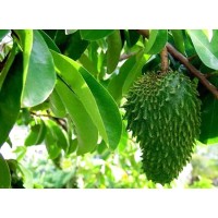 Soursop Graviola Leaf Extract