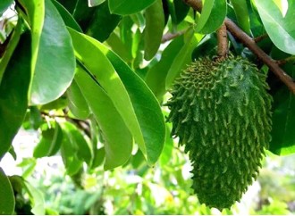 Does soursop graviola leaf extract protect the immune system?