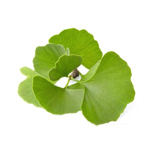 Ginkgo Biloba Extract For Hearing Loss