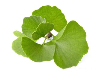Ginkgo Biloba Extract and Its Potential Effects on Hearing Loss