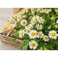 Chamomile Extract Apigenin For Sensitive Skin