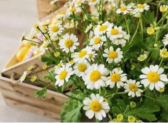 How friendly is chamomile extract to sensitive skin?