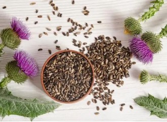 Does combining milk thistle and artichoke extracts enhance their liver-protective effects?
