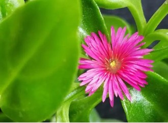 The Effects of Andrographis paniculata Extract on Skin