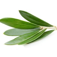 Olive Leaf Extract for Fatty Liver