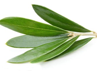 Will taking olive leaf extract reduce fatty liver disease symptoms?