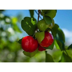 Benefits of Acerola Cherry Extract