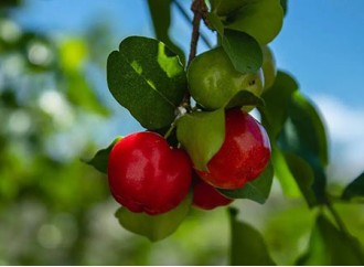 What are the competitive advantages of Acerola extract for use in dietary supplements?