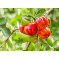 Acerola Cherry Extract vs Ascorbic Acid