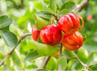 Why is acerola cherry extract recommended for supplementing natural vitamin C?