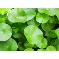 Centella Asiatica Extract For Skin