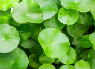 What is the repairing effect of Centella asiatica extract on the skin?