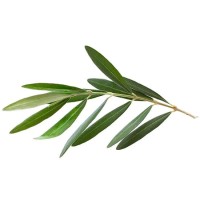 Olive Leaf Extract for Liver