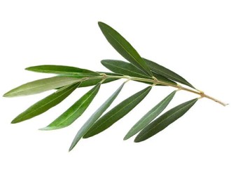 Is long-term use of olive leaf extract safe for the liver?