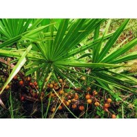 Saw Palmetto Extract For Hair Loss