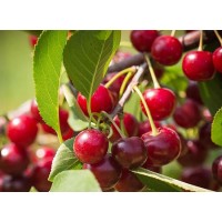 Tart Cherry Extract For Uric Acid