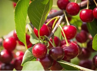 Is tart cherry extract good for people with high uric acid?