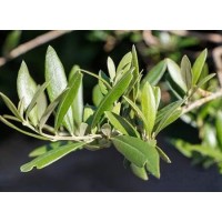 Olive Leaf Extract Oleuropein