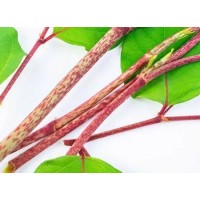 Polygonum Cuspidatum Extract Resveratrol