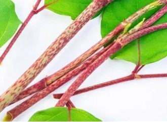 Are there any side effects from long-term use of polygonum cuspidatum extract resveratrol?