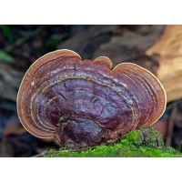 Organic Reishi Mushroom Extract Powder