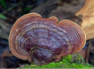 What are the applications of reishi mushroom extract in the cosmetics industry?