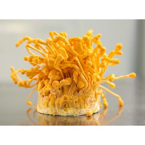 Cordyceps Militaris Extract For Intestinal Flora