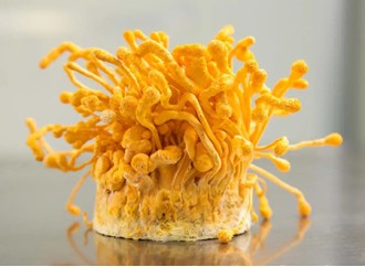 Cordyceps militaris extract can regulate intestinal flora and improve health