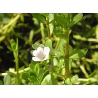 Bacopa Monnieri Extract For Improving Cognition