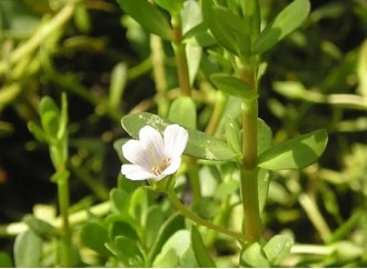 Is Bacopa monnieri extract a good choice for improving cognition?