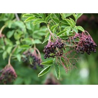 Elderberry Extract Anthocyanin