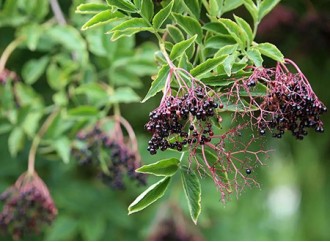 How does elderberry extract boost the immune system?