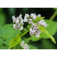 Valerian Extract Valerenic Acid for Sleep