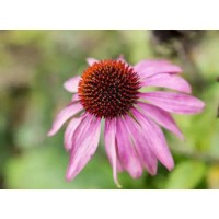 Echinacea Extract Active Ingredient Cichoric Acid